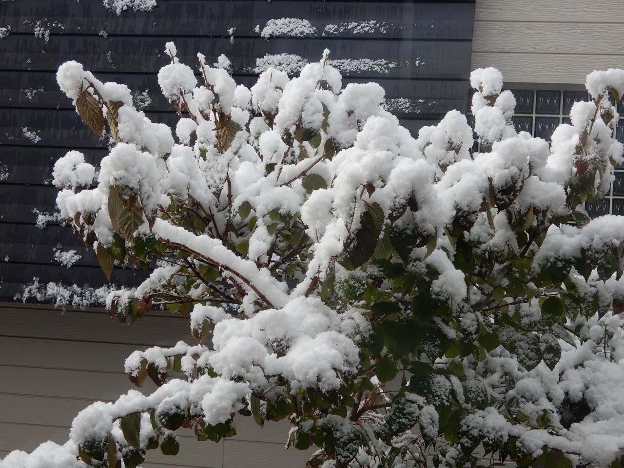 この冬一番の寒い雪景色の朝_c0025115_21113460.jpg
