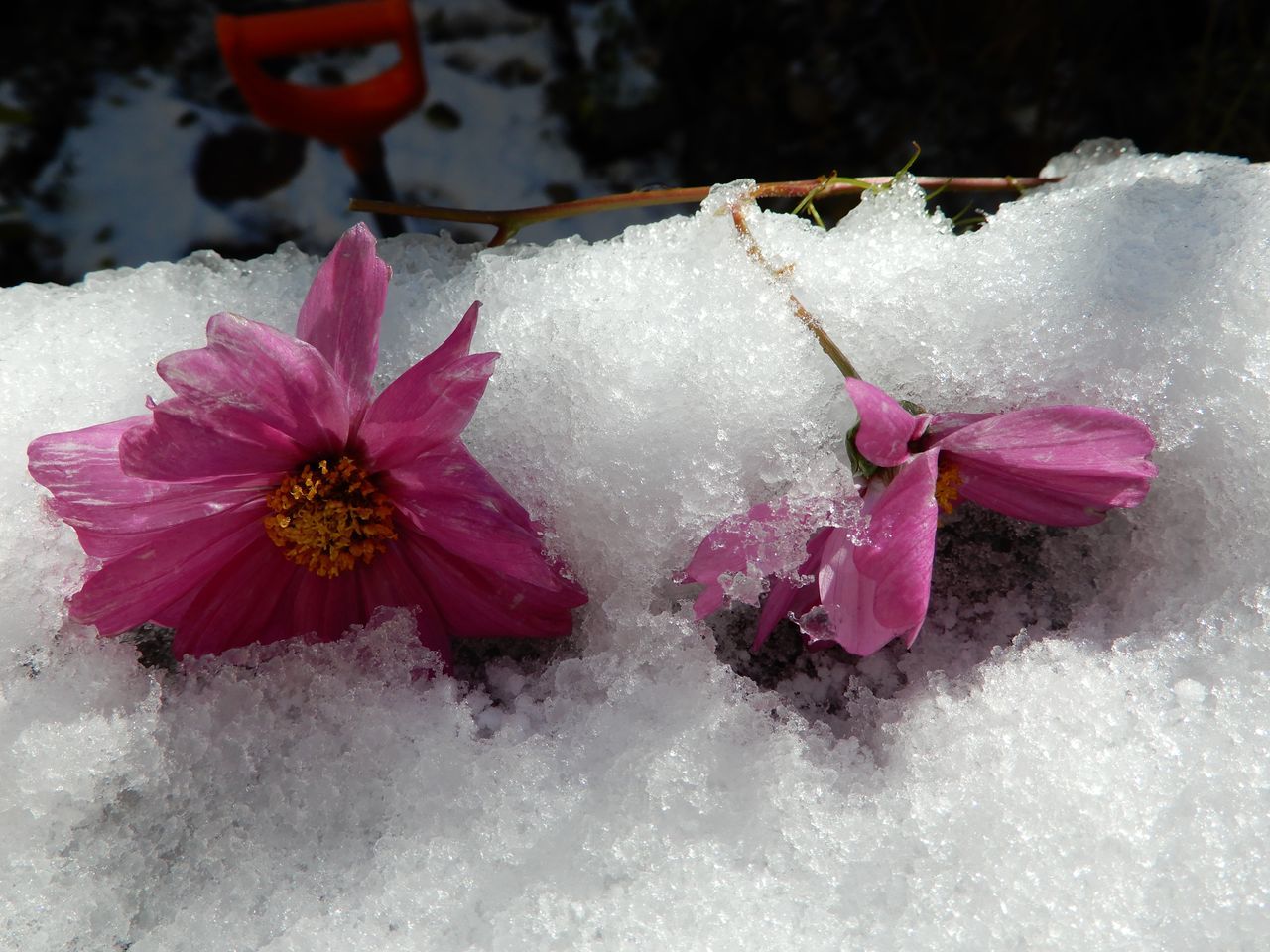 この冬一番の寒い雪景色の朝_c0025115_21123410.jpg