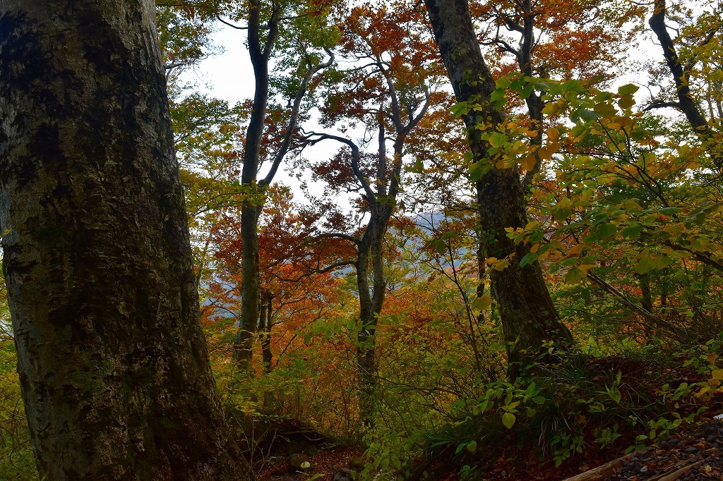 秋の大山_f0174419_20203091.jpg