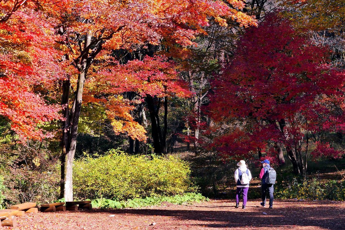 紅葉狩り・・・赤城自然園(1)今が見頃。あと一週間位か_a0031821_13181400.jpg