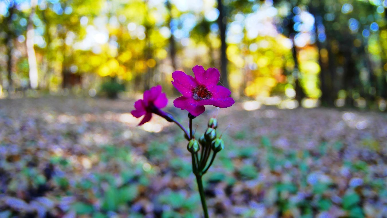 紅葉狩り・・・赤城自然園(2)彩色絢爛&多重露出で遊ぶ♪_a0031821_21115425.jpg