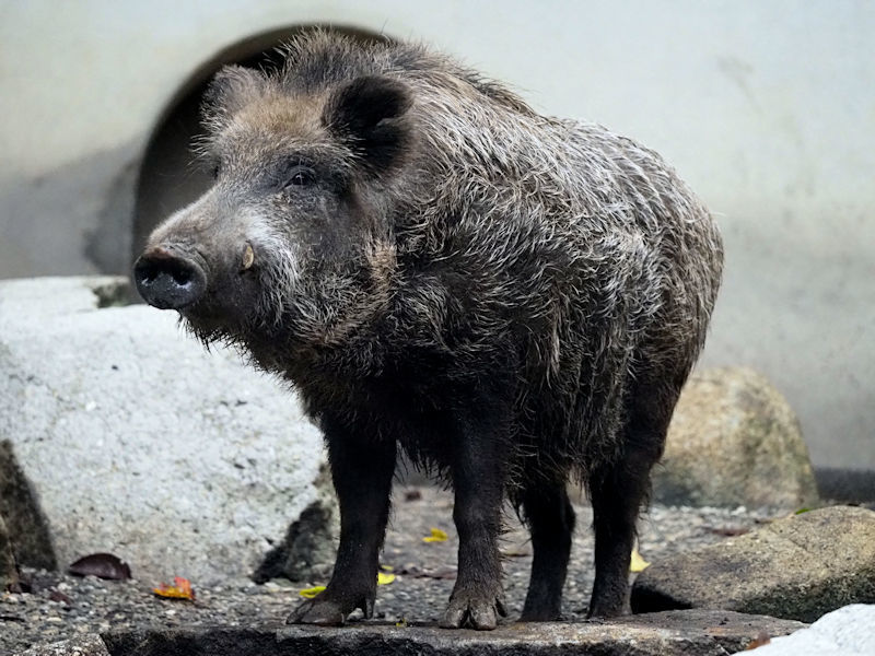 国内に棲む動物たち_f0224624_09531983.jpg