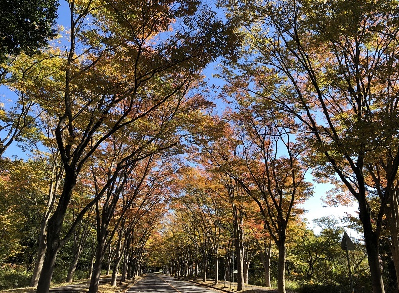 紅葉とお弁当箱_b0100229_13570014.jpg