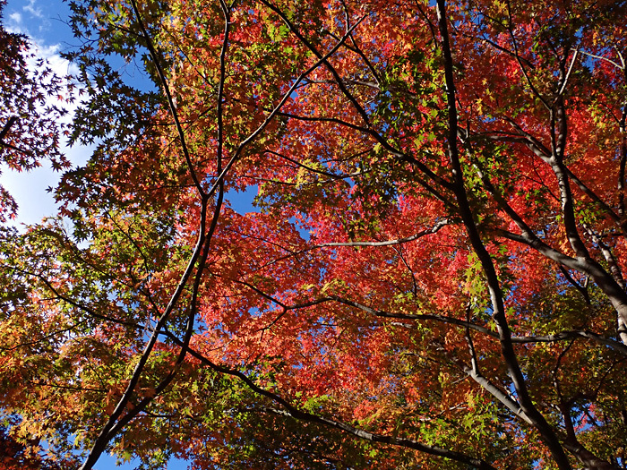 紅葉狩り計画からの登山_c0120834_16265363.jpg