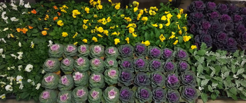 冬花壇への植え替え 第２弾 ニッキーののんびり気まま暮らし