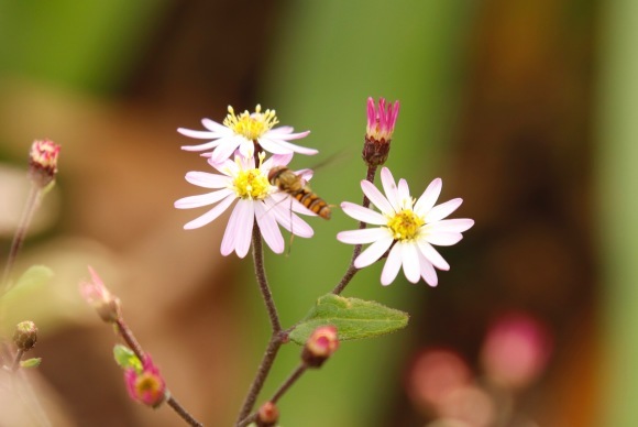 干し芋。。。 ! !_a0248459_14115377.jpg
