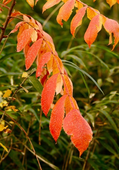 干し芋。。。 ! !_a0248459_14154004.jpg