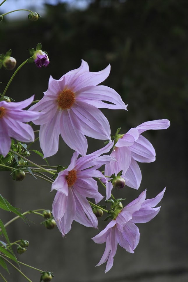 干し芋。。。 ! !_a0248459_14194172.jpg