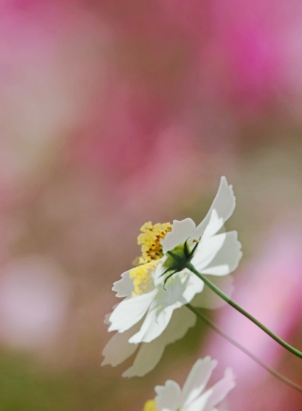 干し芋。。。 ! !_a0248459_14214008.jpg