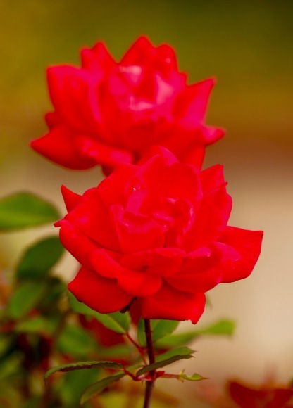 干し芋。。。 ! !_a0248459_14271540.jpg