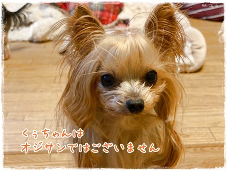 犬のくしゃみ わんころ日誌 犬のくしゃみ わんころ日誌