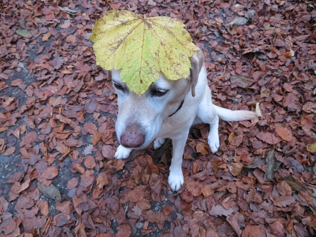 パワフル過ぎるボクサー犬 ドイツの陽だまり