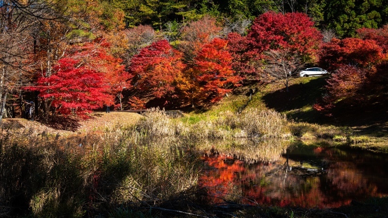 赤く染まるタカドヤ湿地_d0353489_18421852.jpg