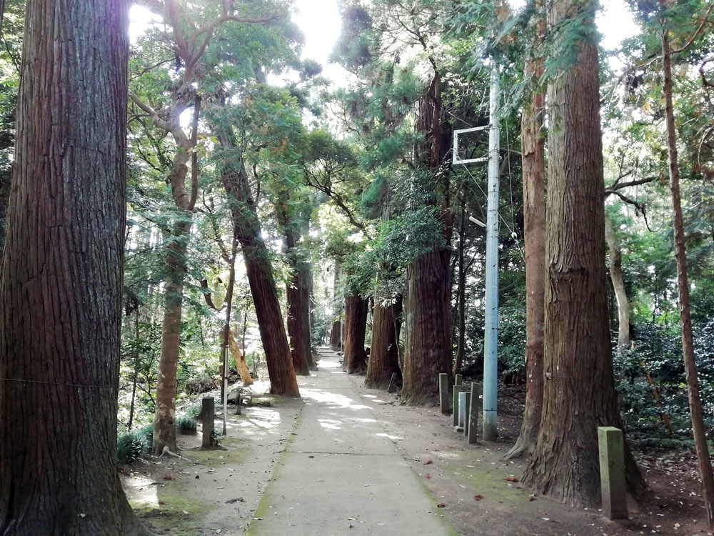 日吉神社の樹齢400年の杉の大木_b0114798_16003656.jpg