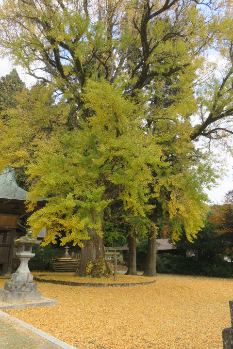 紅葉スイッチオン!_c0132901_20370817.jpg
