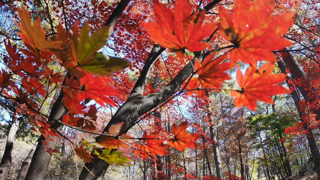 紅葉狩り・・・赤城自然園(3)・・・魚眼で超接近を試みる_a0031821_19181176.jpg