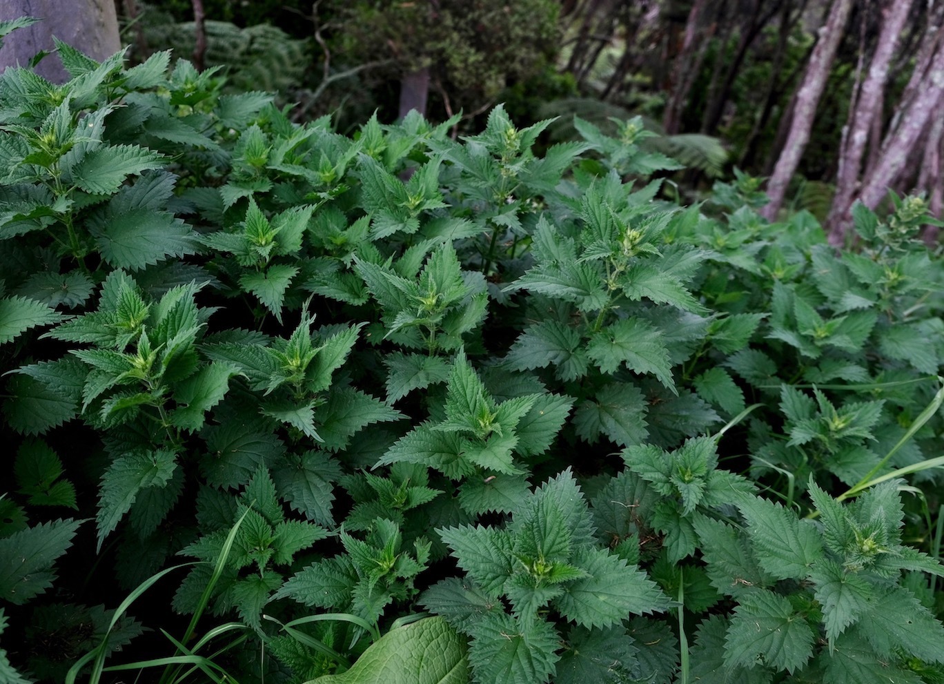 恥ずかしいトラ豚、ファームの花と緑／ Pathetic Trump, Amazing Growth At Our Farm_e0310424_12344234.jpg