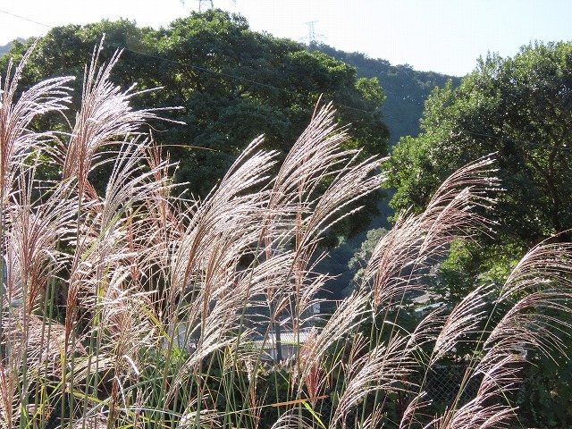散歩で出会った光景(その1)(撮影:11月3日)_e0321325_18473013.jpg