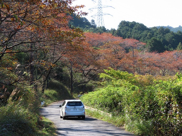 散歩で出会った光景(その1)(撮影:11月3日)_e0321325_18493847.jpg