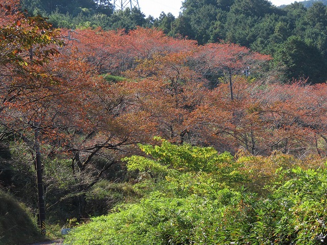 散歩で出会った光景(その1)(撮影:11月3日)_e0321325_18495844.jpg