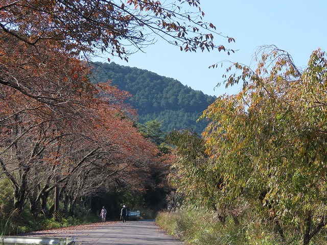 散歩で出会った光景(その1)(撮影:11月3日)_e0321325_18512322.jpg