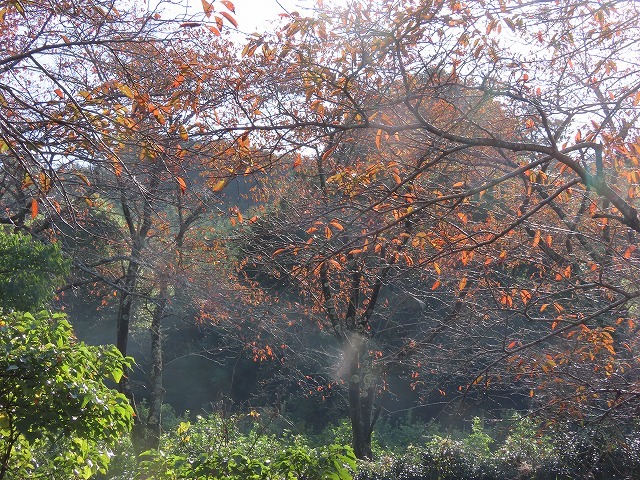 散歩で出会った光景(その1)(撮影:11月3日)_e0321325_18521211.jpg