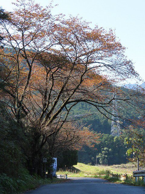 散歩で出会った光景(その2)(撮影:11月3日)_e0321325_19142531.jpg