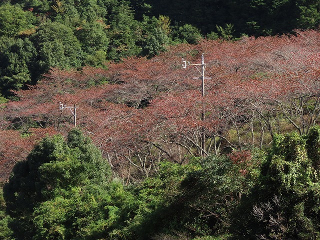 散歩で出会った光景(その2)(撮影:11月3日)_e0321325_19172849.jpg