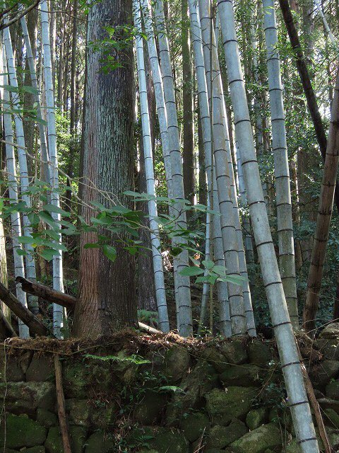 散歩で出会った光景(その2)(撮影:11月3日)_e0321325_19210640.jpg