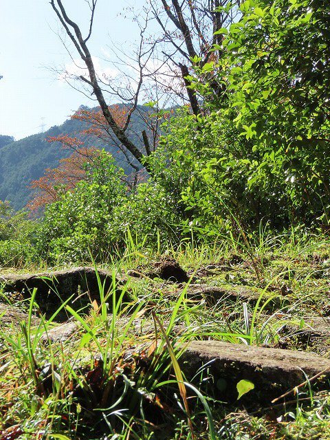 散歩で出会った光景(その2)(撮影:11月3日)_e0321325_19214918.jpg