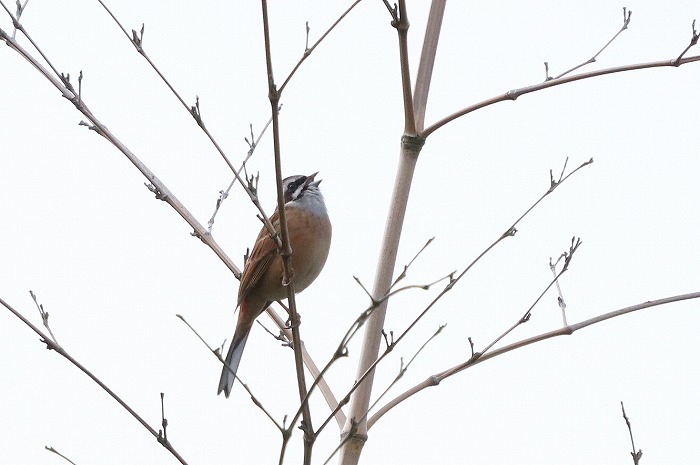 山の野鳥_f0327034_15040994.jpg