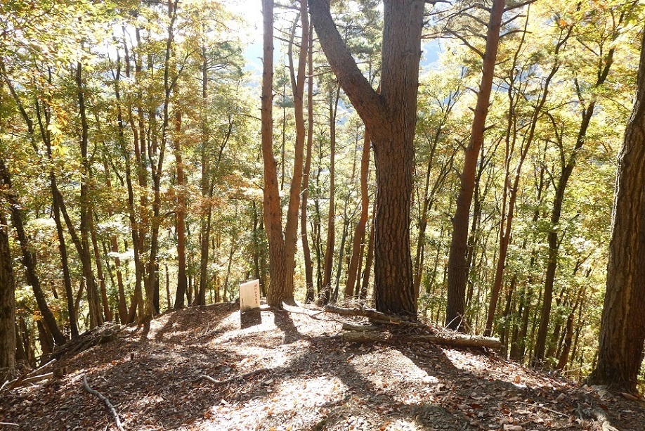 11/9 お坊山東尾根 その1・ずり落ちそうな斜面を上る_d0288144_14263053.jpg