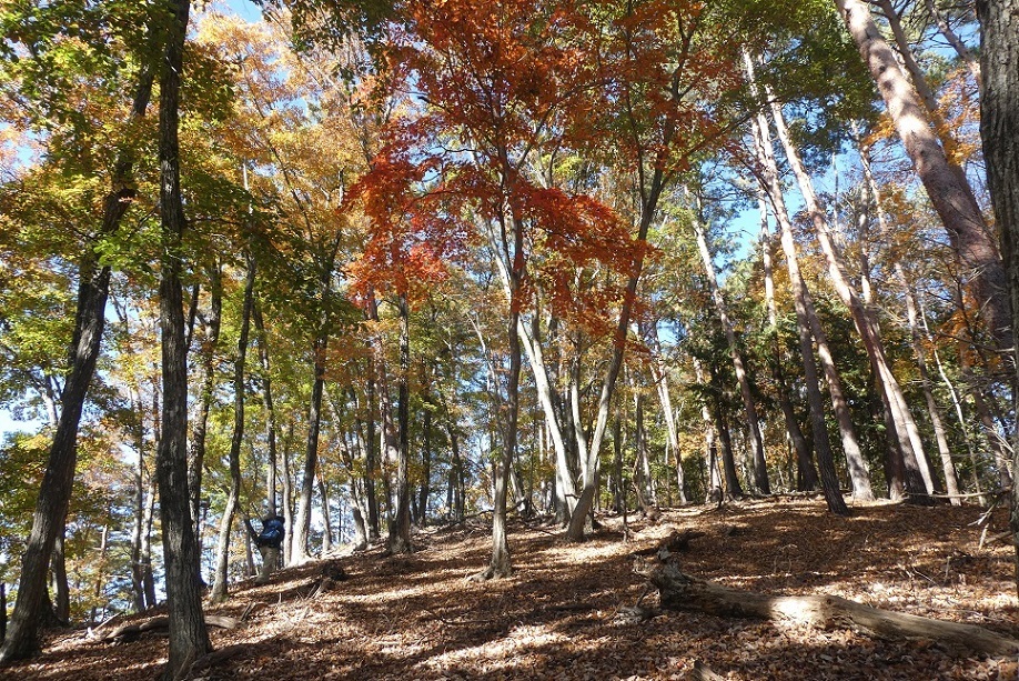 11/9 お坊山東尾根 その1・ずり落ちそうな斜面を上る_d0288144_14293413.jpg