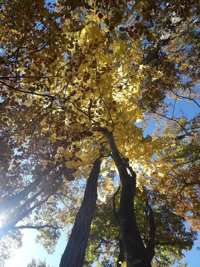 11/9 お坊山東尾根 その1・ずり落ちそうな斜面を上る_d0288144_14310079.jpg