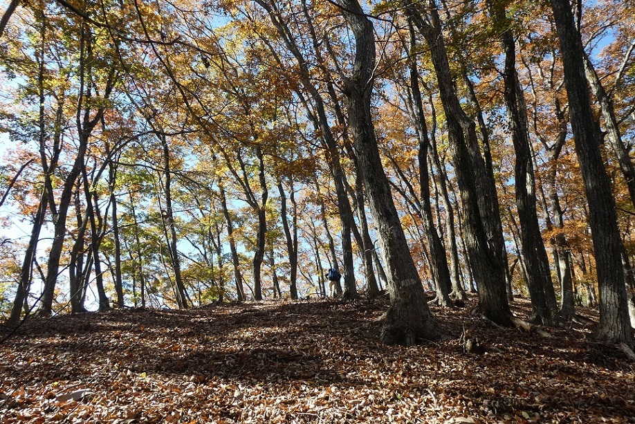 11/9 お坊山東尾根 その1・ずり落ちそうな斜面を上る_d0288144_14335779.jpg