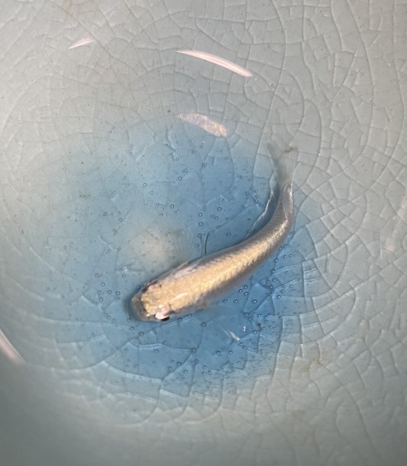 燐光メダカ 夢色の小箱