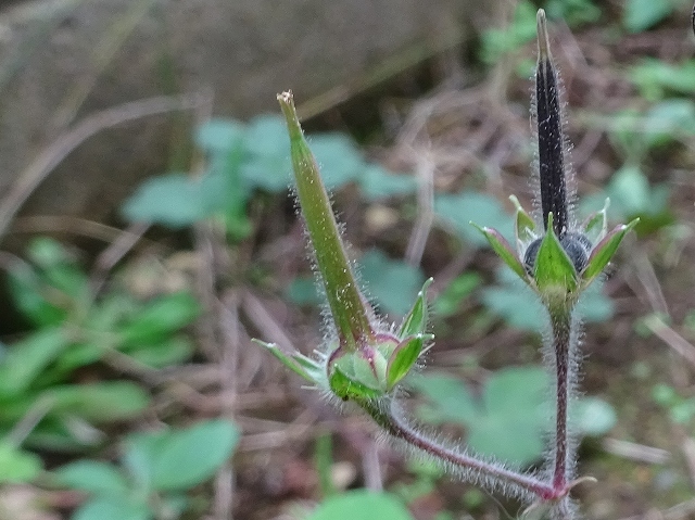 ハクサンフウロの神輿飾り 萎んだ変化朝顔 花と葉っぱ ハクサンフウロの神輿飾り 萎んだ変化朝顔 花と葉っぱ