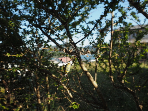 冬支度_f0197985_16042012.jpg