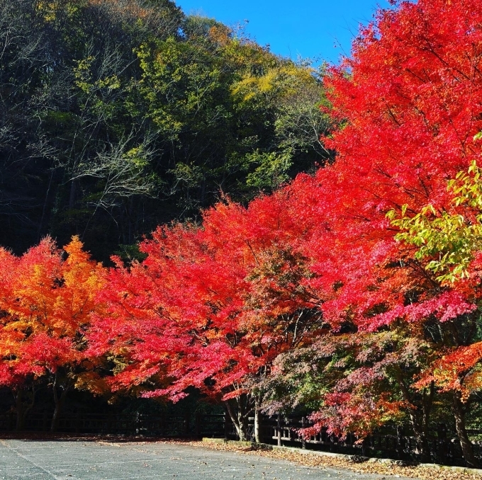 紅葉めぐり_b0327296_07193532.jpg