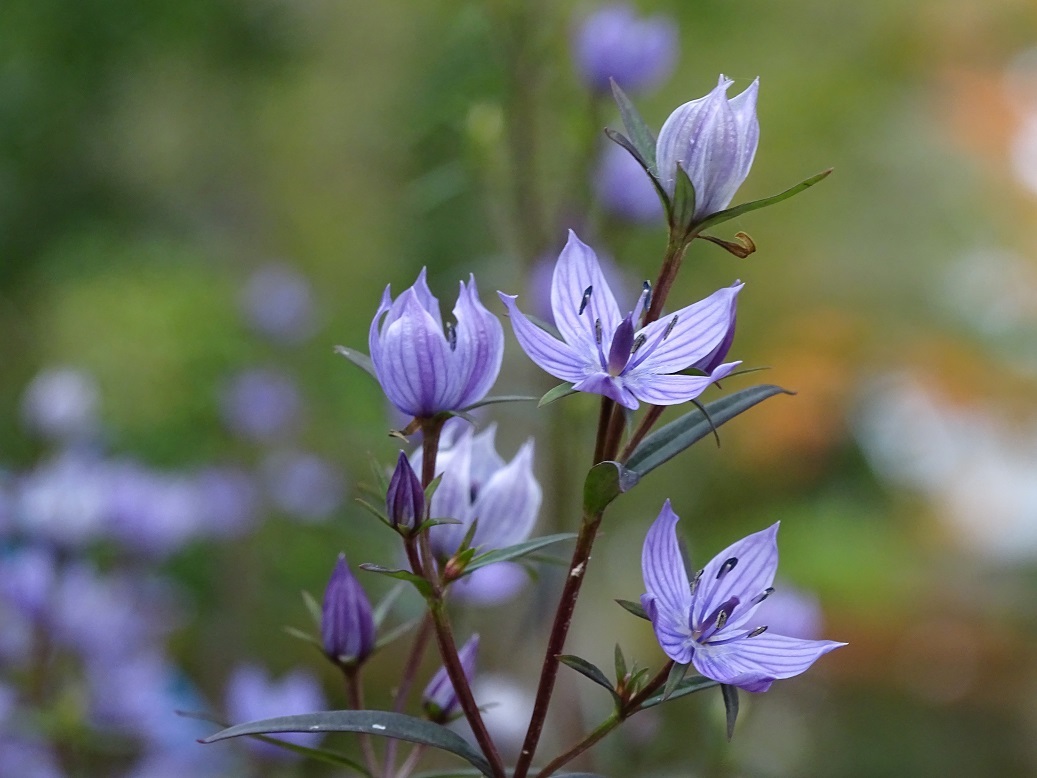 センブリやリンドウの花 Magnolia Lane 2 センブリやリンドウの花 Magnolia Lane 2