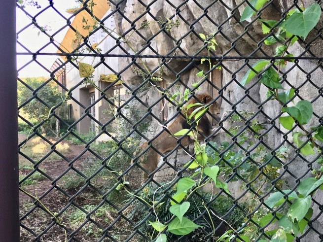 憧れのオカピ！──「よこはま動物園 ズーラシア」_d0352022_11461880.jpg