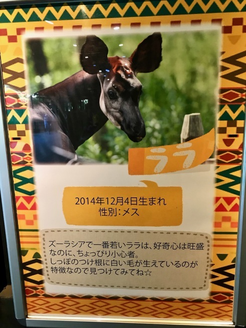 憧れのオカピ！──「よこはま動物園 ズーラシア」_d0352022_11502452.jpg