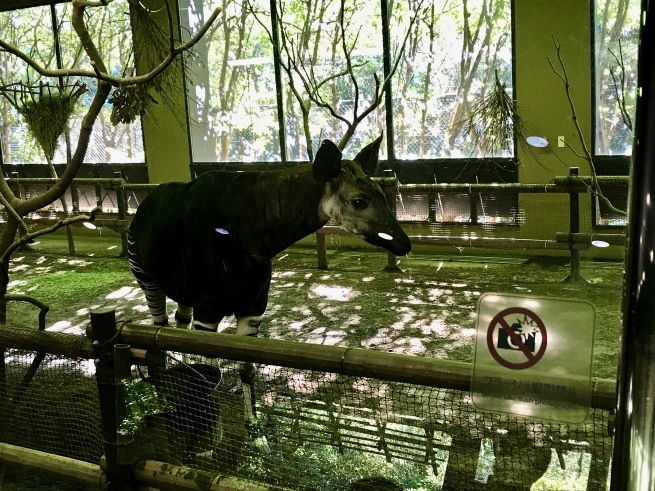 憧れのオカピ！──「よこはま動物園 ズーラシア」_d0352022_16351498.jpg