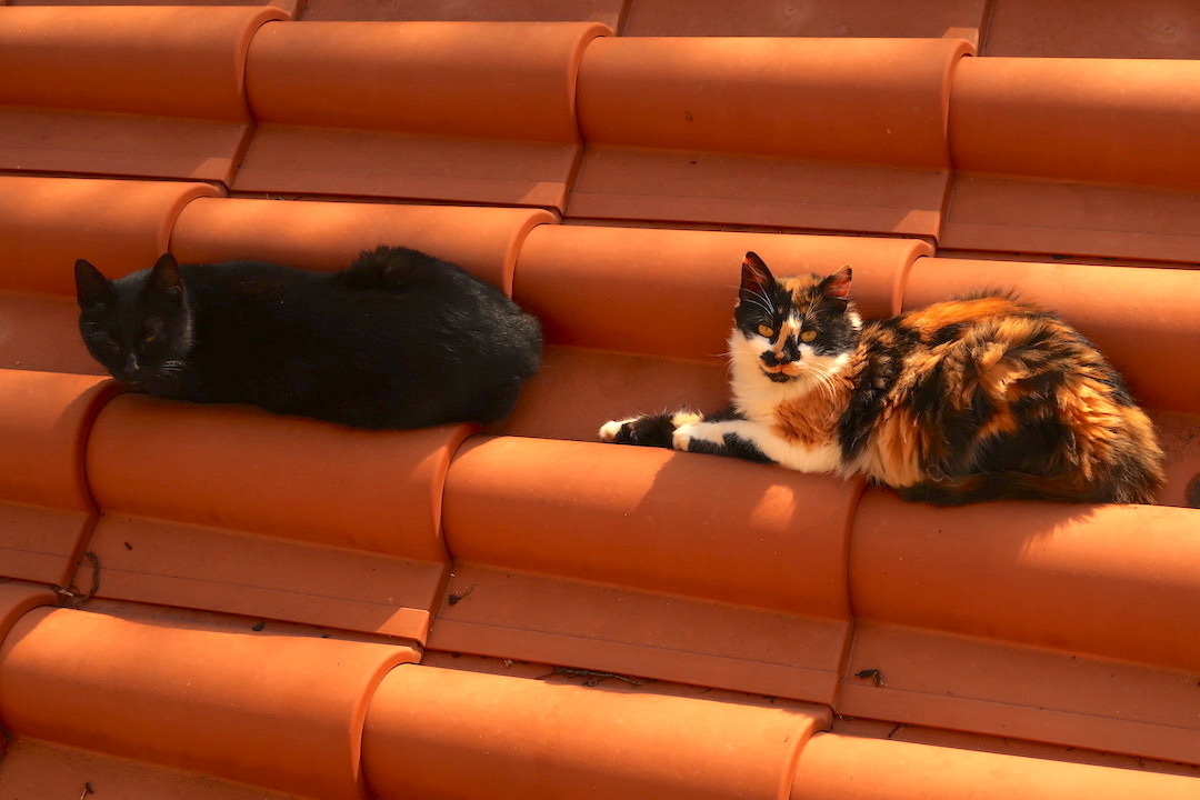 猫と夕雲とおいしい聖マルティーノ_f0234936_06590956.jpeg