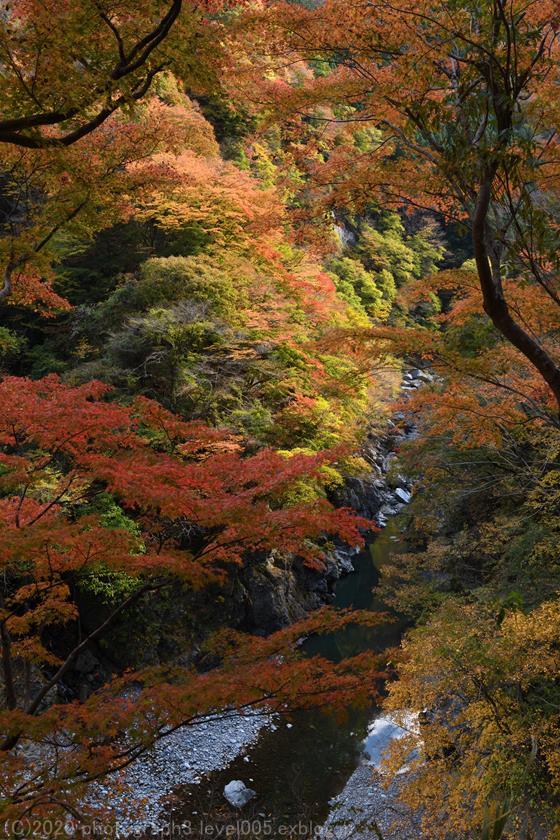 秩父 大血川渓谷 金蔵落しの渓流 紅葉 2 Photograph3