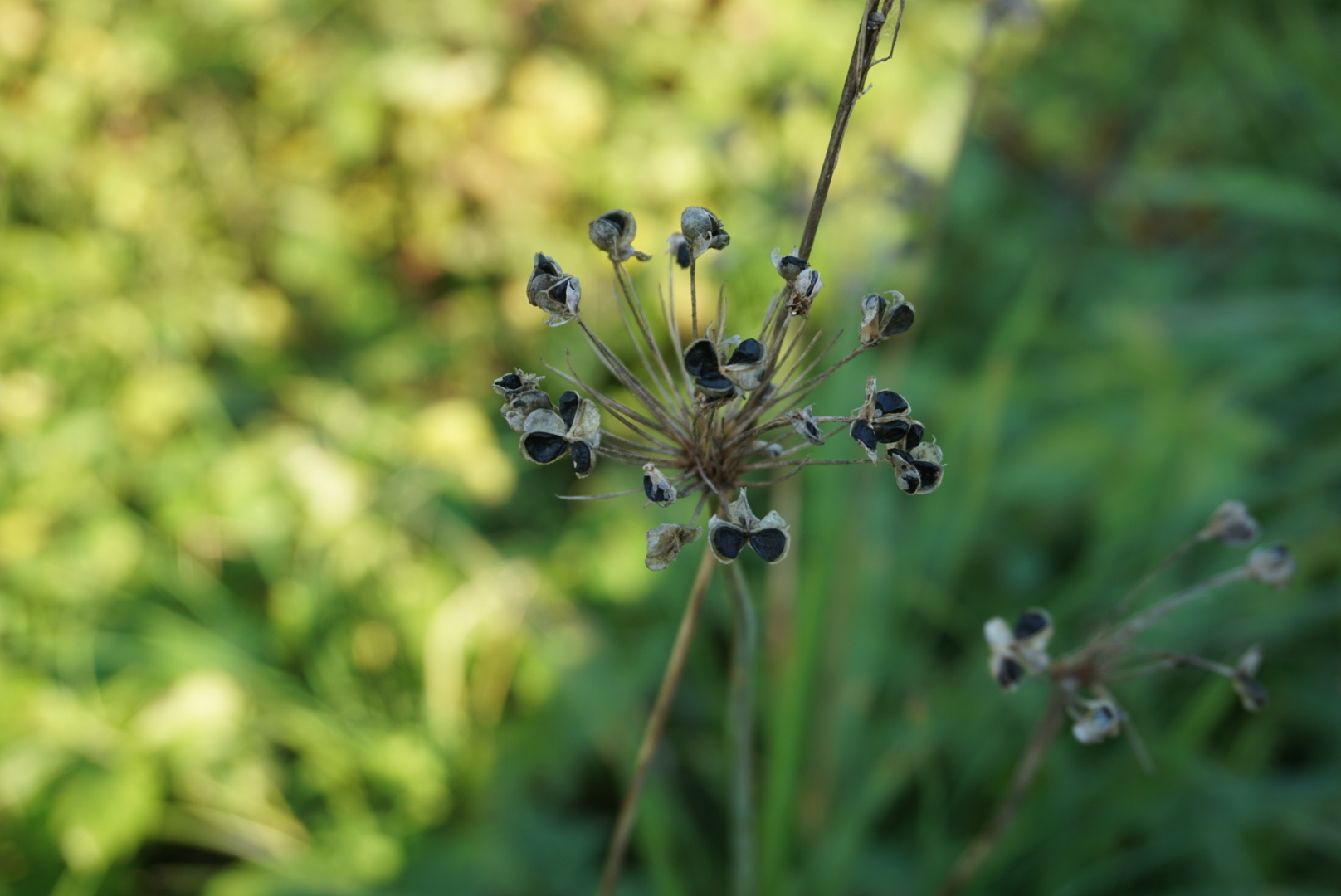 ニラの種 今日の一枚