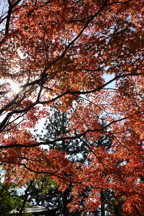 円成寺 紅葉 2020_a0176855_23461612.jpg