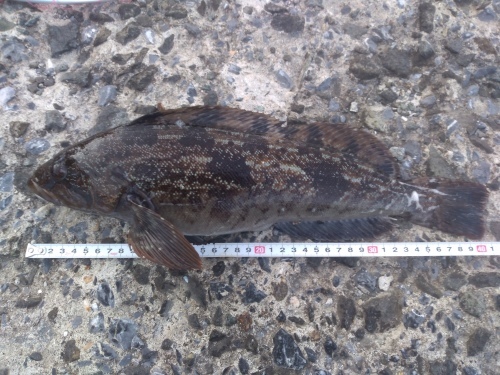 ミスで大魚を逃す43 アブラコ アジエンスの放浪と釣り 函館
