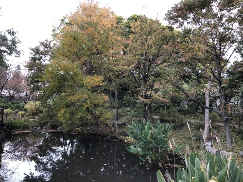 紅葉と冬の花壇 アンジェブログ