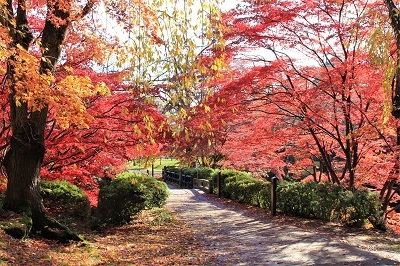 弘前公園を秋さんぽ_2020.11.12撮影_d0131668_13560385.jpg